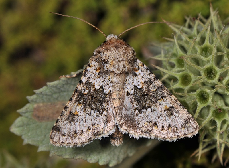 EMN 2013: qualche specie interessante